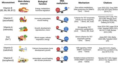Micronutrient regulation of the DNA methylome